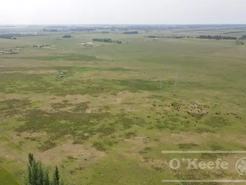 CAMPO 126 HAS CERCA DE RUTA 215 - PRODUCTIVO Y DISFRUTE - LA PLATA