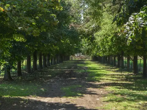 CAMPO DE POLO EN SAN MIGUEL DEL MONTE