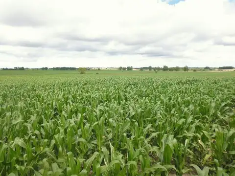 Campo en Venta de 550  ha