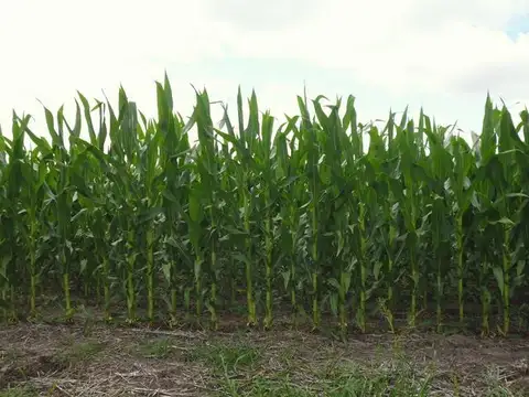 En exclusividad ? Excelente unidad agrícola de 550...