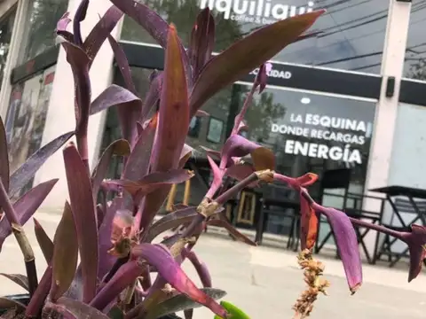 Local en Venta en Villa Ortuzar, USD 120.000