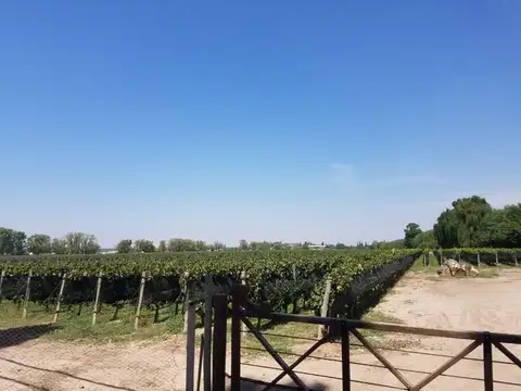 Finca de 33 hectáreas a la Venta en Agrelo