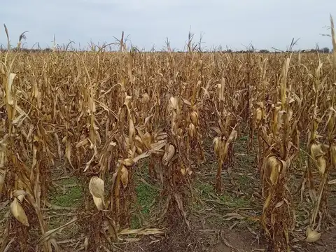 Venta Excelente Campo Agricola- Ganadero  de 737 has, Cortaderas, San Luis- Financiamiento