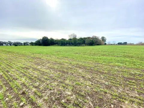 Chacrita 2,5 Has.  Exaltación de la Cruz