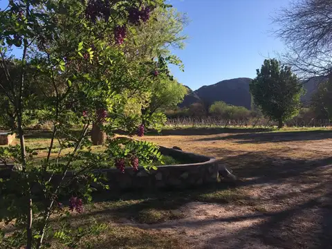 VENTA DE FINCA Y BODEGA EN CATAMARCA