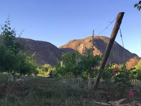 VENTA DE FINCA Y BODEGA EN CATAMARCA