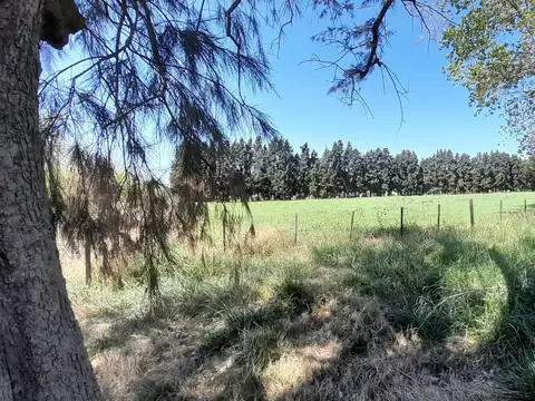 Venta Chacra mas de once Hectáreas Mercedes