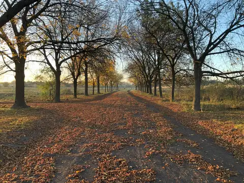 Terreno en Venta 37  mts Fondo