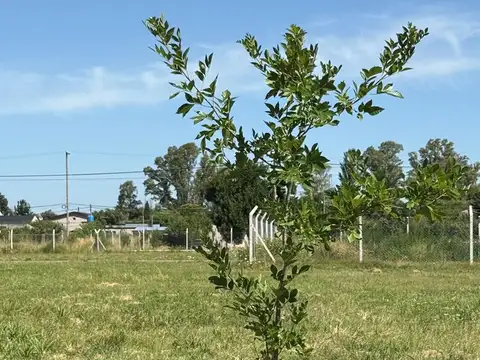 Terreno en Venta en Centro (Zarate), USD 25.000