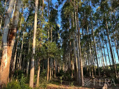 RUTA NACIONAL 118 KM 79  - CAMPO BATARÁ CORRIENTES