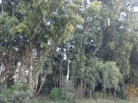 Las Flores, Km222 R3, sobre pavimento Villa Pardo