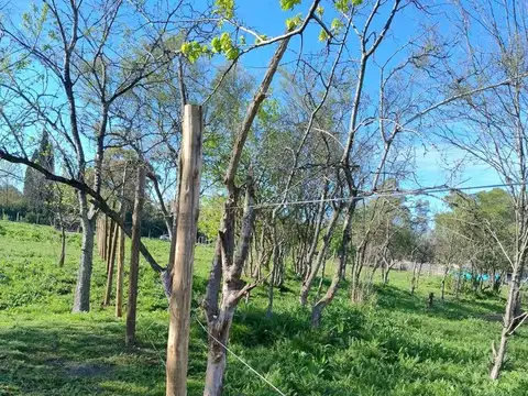 Terreno en Venta en Cuartel V, USD 3.000