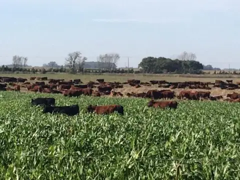 Campo en Venta con Alambrado