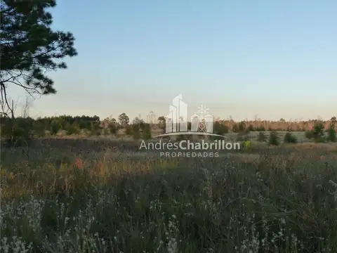 Campo De 50 Ha. En Zona De Osvaldo Magnasco