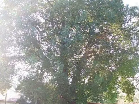 Casa en Venta en 408/Belg Villa Elisa - Alberto Dacal Propiedades