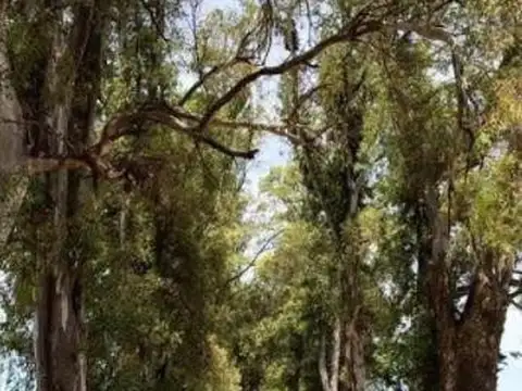 Terreno en Venta en Los Tres Pinos, USD 35.000