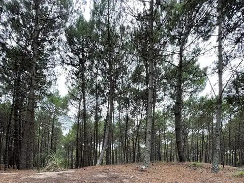 VENTA DE LOTE EN VILLA ROBLES BARRIO ALBATROS