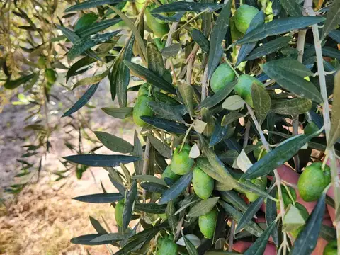 Finca zona Chachingo Sarmiento s/n