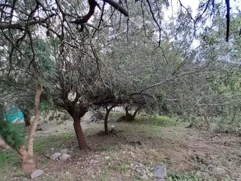 vuelta de obligado 100