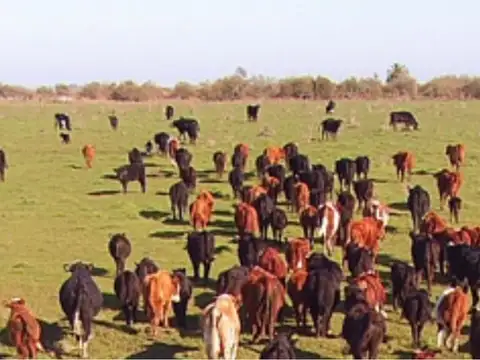 CAMPO ISLA 2300 HA A LA VENTA - GANADERO - FRENTE VILLA CONSTITUCION - SANTA FE