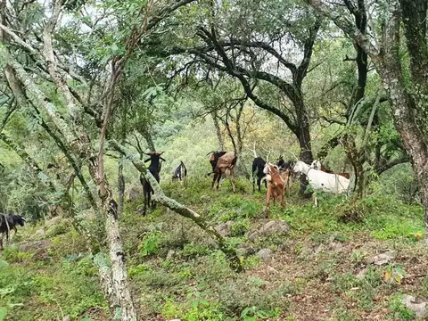 Calle Ercilia López