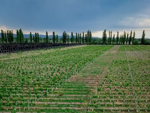 INVERSIÓN ÚNICA: PARCELA PROPIA + 80 BOT. MALBEC