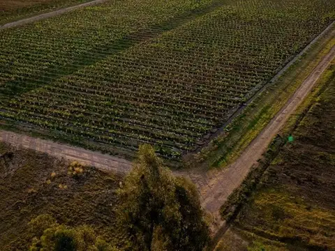 INVERSIÓN ÚNICA: PARCELA PROPIA + 80 BOT. MALBEC