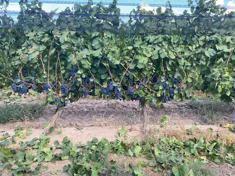 Finca en Venta en Ugarteche