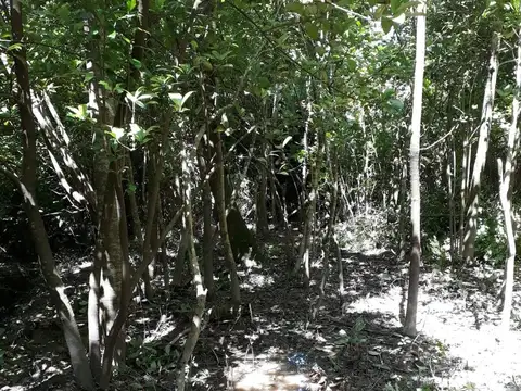 Canal Bourdeau Delta del Tigre