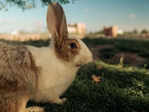 Lote en barrio cerrado zona viñedos Luján de Cuyo