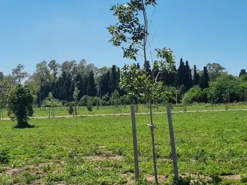 Arbolada de Longchamps. B° Parque. Espora esq Zeballos