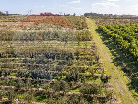 Camino los Pirinchos 2300