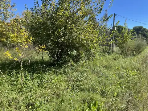 El Cardenal y La Calandria