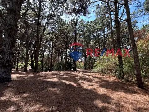 Las Camelias y Avenida 6 100