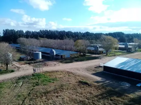 GRANJA EN INMEJORABLE ZONA DE SAN PEDRO, TOTALMENTE EQUIPADA PARA SU EXPLOTACION
