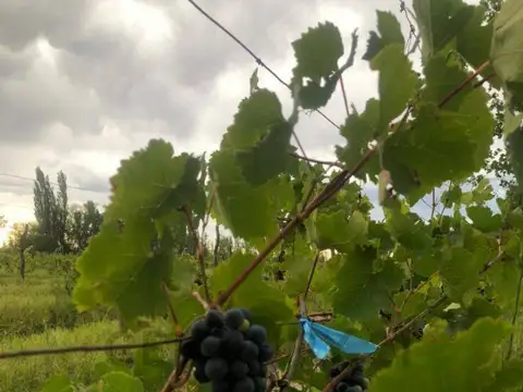 Venta de Finca en Monte Comán – Excelente Oportunidad de Inversión Agrícola