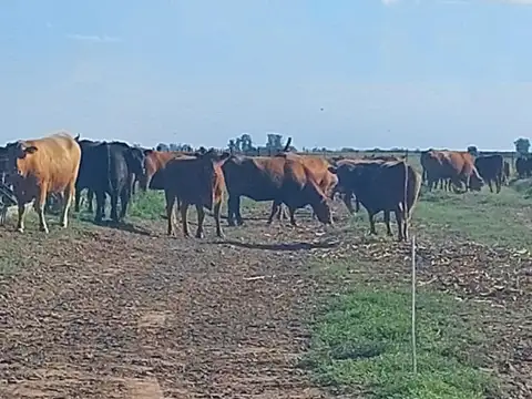 Campo en  General Viamonte - Cordoba