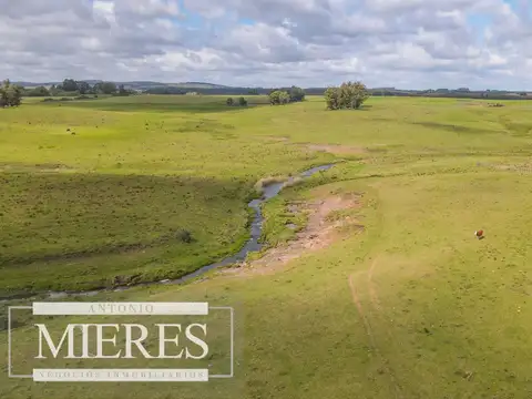 Campo 287 hectáreas ganadero excelente ubicación, Lavalleja.