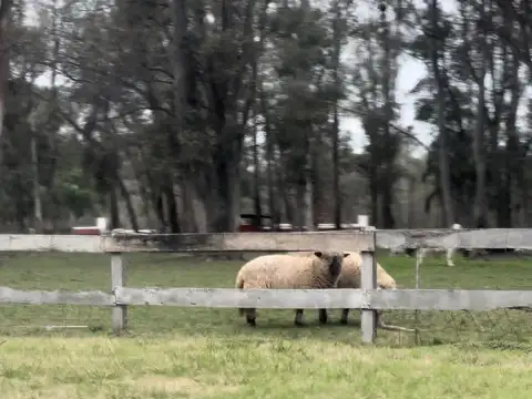 Camino Real Zarate - Baradero S/N
