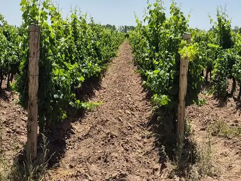 Carril San Pedro 100