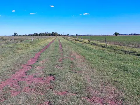 Campo en Venta Agrícola