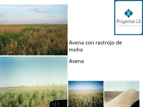 CAMPO EN VENTA-SANTIAGO DEL ESTERO-5620has- AGRICOLA GANADERO