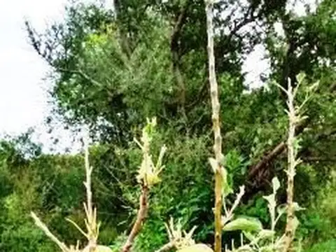 Campo en Venta de 47  ha