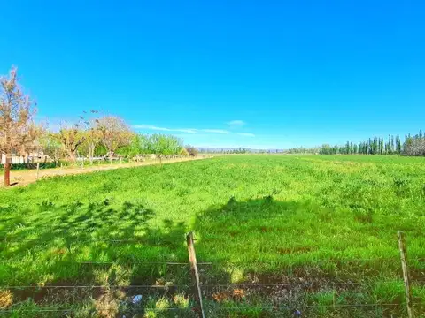 VENTA FINCA 32 HAS + CASA, SAN RAFAEL, MENDOZA