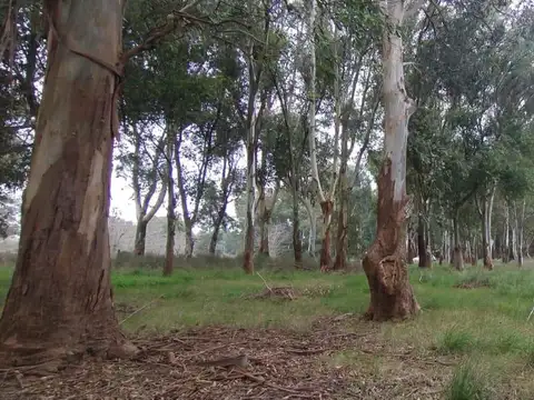 Calle 722 y la Celia - Berisso