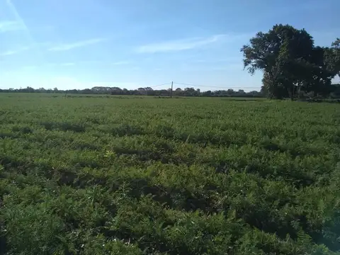 3.7 HECTREAS  AGRICOLA