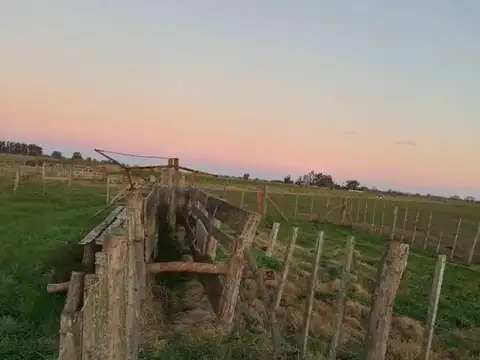 Campo en Venta Ganadero