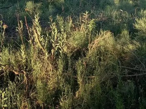 A 10" Vendo Chacra 1 Hectarea