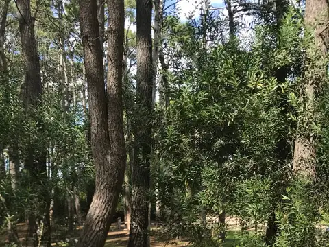 Terreno en Venta 25  mts Frente