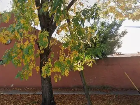 Maestra Celina Voena 1600